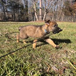 German Shepherd Puppies from Grassroots German Shepherds