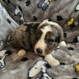 Mike - Blue merle male Australian Shepherd puppy in Atkinson, Illinois from Diamond Ridge Aussies