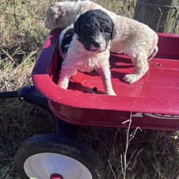 Rudolph - Parti female Goldendoodle puppy in Milan, Georgia from Cherokee Rose kennels