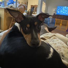 Sean - Black tan and white Rat Terrier puppy in Newport, Washington from Kelly’s Ratters