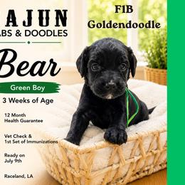 1400.00  Bear: Green Collar - Black male Goldendoodle puppy in Raceland, Louisiana from Cajun Doodles