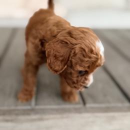 Bernedoodle, Goldendoodle, and Poodle Puppies from Beach Doodles
