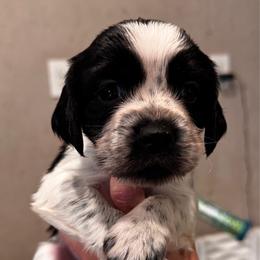 Dark green collar boy - Black and white male English Springer Spaniel puppy in Collins, Georgia from English Springer Spaniels at Lands Lodge