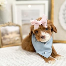 Sweetheart - Caramel red female Australian Labradoodle puppy in Palmdale, California from Doodles_Ko