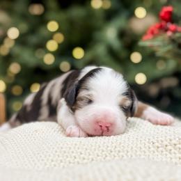 Kai - Blue merle male Aussiedoodle puppy in Sharpsburg, Georgia from Steindoodles