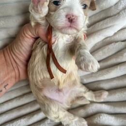 AKC Orange Collar - Red male Havanese puppy in Dallas, Georgia from West Cobb Dogs
