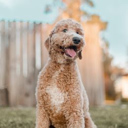 Labradoodles from Caribbean Breeders