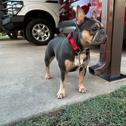 Prada - French Bulldog