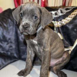 Kratos - Gray brindle male Cane Corso puppy in Cleveland, Ohio from Cleveland Corsos