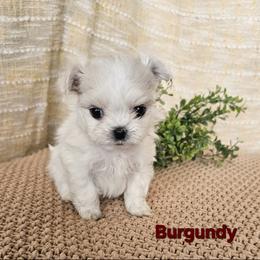 Maltese Puppies from T&C Maltese
