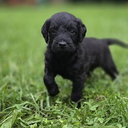 Black Boy 1 - Black male Labradoodle puppy in Clinton, Ohio from P&L Doodles