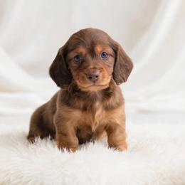 Cameron mom is a European third in group photo - Red male Dachshund puppy in Richmond, Virginia from Irresistible Dachshunds & Cavaliers