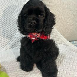Max - Black male Cocker Spaniel puppy in Corcoran, California from Sweetheart Cockers