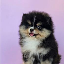 Luna - Black and tan female Pomeranian puppy in Los Angeles, California from Pommies of LA
