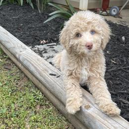 Golden Aussiedoodle and Goldendoodle Puppies from Law Doodles of SC
