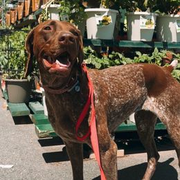 Honey - German Shorthaired Pointer