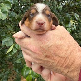 Boy 2 - Piebald male Dachshund puppy in Knoxville, Tennessee from Over The Moon Minis
