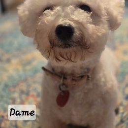 Bichon Frise All Grown Up from Abbott Animals