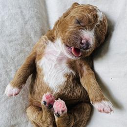Mini-Lou - Red female Cavapoo puppy in Aiken, South Carolina from Cavapoos of the Carolinas