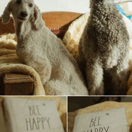Poodles from Melia Poodles