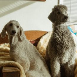 Poodles from Melia Poodles