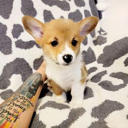 American Corgi and Pembroke Welsh Corgi Puppies from Koko's Kennels