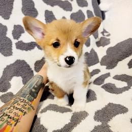American Corgi and Pembroke Welsh Corgi Puppies from Koko's Kennels