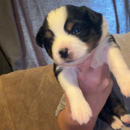 Rue - Black tri female Miniature Australian Shepherd puppy in Deming, New Mexico from Rave'n Aussies of New Mexico