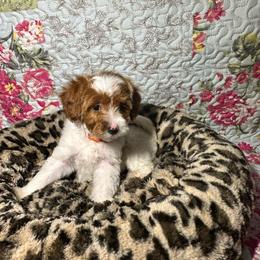 Orange Collar - Parti female Goldendoodle puppy in Cocoa, Florida from Leopard n Lace Doodles