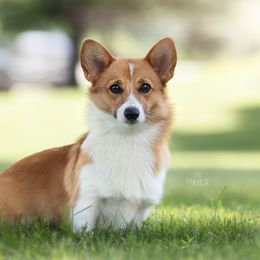 Anya - Pembroke Welsh Corgi