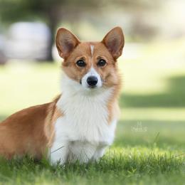 Anya - Pembroke Welsh Corgi