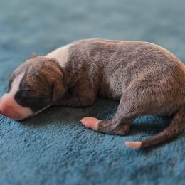 Discovery - Blue brindle male Whippet puppy in Gentry, Arkansas from Mardel Robeson of Mulberry Hollow Whippets