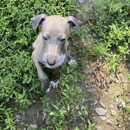 B1 - Blue male Italian Greyhound puppy in Frederick, Maryland from Celeste Italian Greyhounds