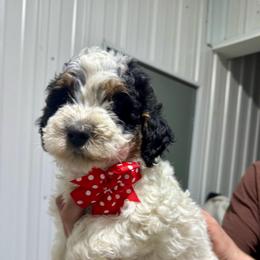 Abstract Parti Red - Black and white female Bernedoodle puppy in Petersburg, Michigan from Brittany’s Mini Bernedoodles