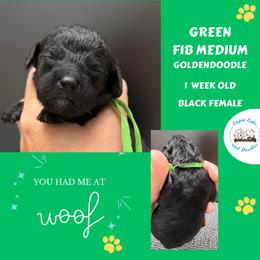 Olive: Light Green Collar - Black female Goldendoodle puppy in Raceland, Louisiana from Cajun Doodles