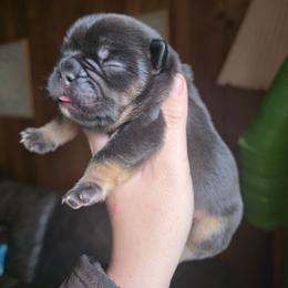 Mr Bean - Black and tan male French Bulldog puppy in Asheville, Texas from MTO KENNELS