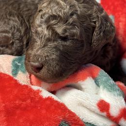 Boo Bear - Chocolate male Goldendoodle puppy in Mc Kinney, Texas from Flair Doodles