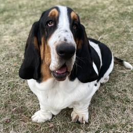 Samson - Basset Hound