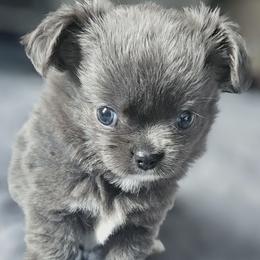 AKC Fluffy Blue  boy - Blue and white male Chihuahua puppy in Brooklyn, New York from Nadezhda's Chihuahuas