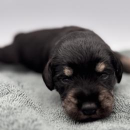 Miniature Schnauzer Puppies from Blissful Standards