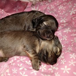 Dachshund Puppies from Michigan Rockin' Dachshunds
