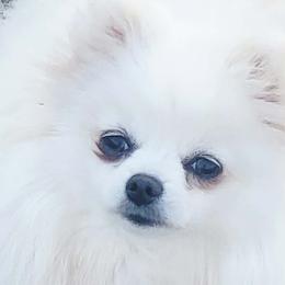 Icelyn - Pomeranian