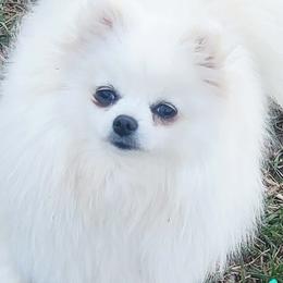Icelyn - Pomeranian