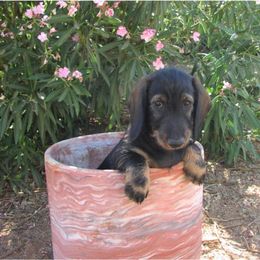 Dachshund Puppies from Rondo's Wirehairs