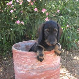 Dachshund Puppies from Rondo's Wirehairs