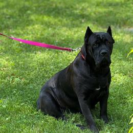 Dahlia - Cane Corso