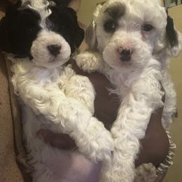 Poodle Puppies from Poodle Parade