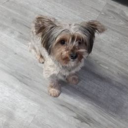 Yorkshire Terriers from Yorkies of Color