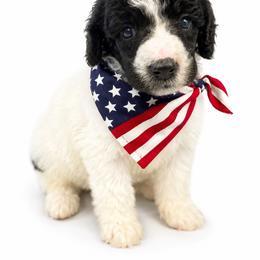 Flurry - Parti male Poodle puppy in Washington, Pennsylvania from Patriotic Poodles