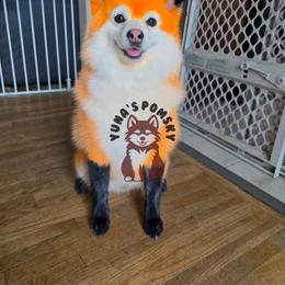 Mickie Booboo - White male Pomsky puppy in Blaine, Minnesota from Yuna's Pomsky